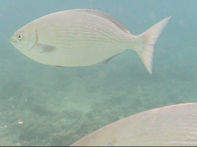 Day 11 snorkeling @ Poipu Beach